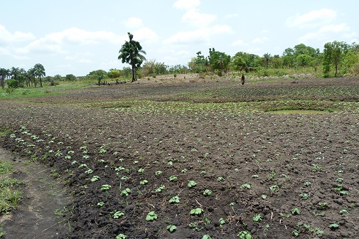 Champ agricole au Bénin © Africa Rice Center (licence Creative Commons)