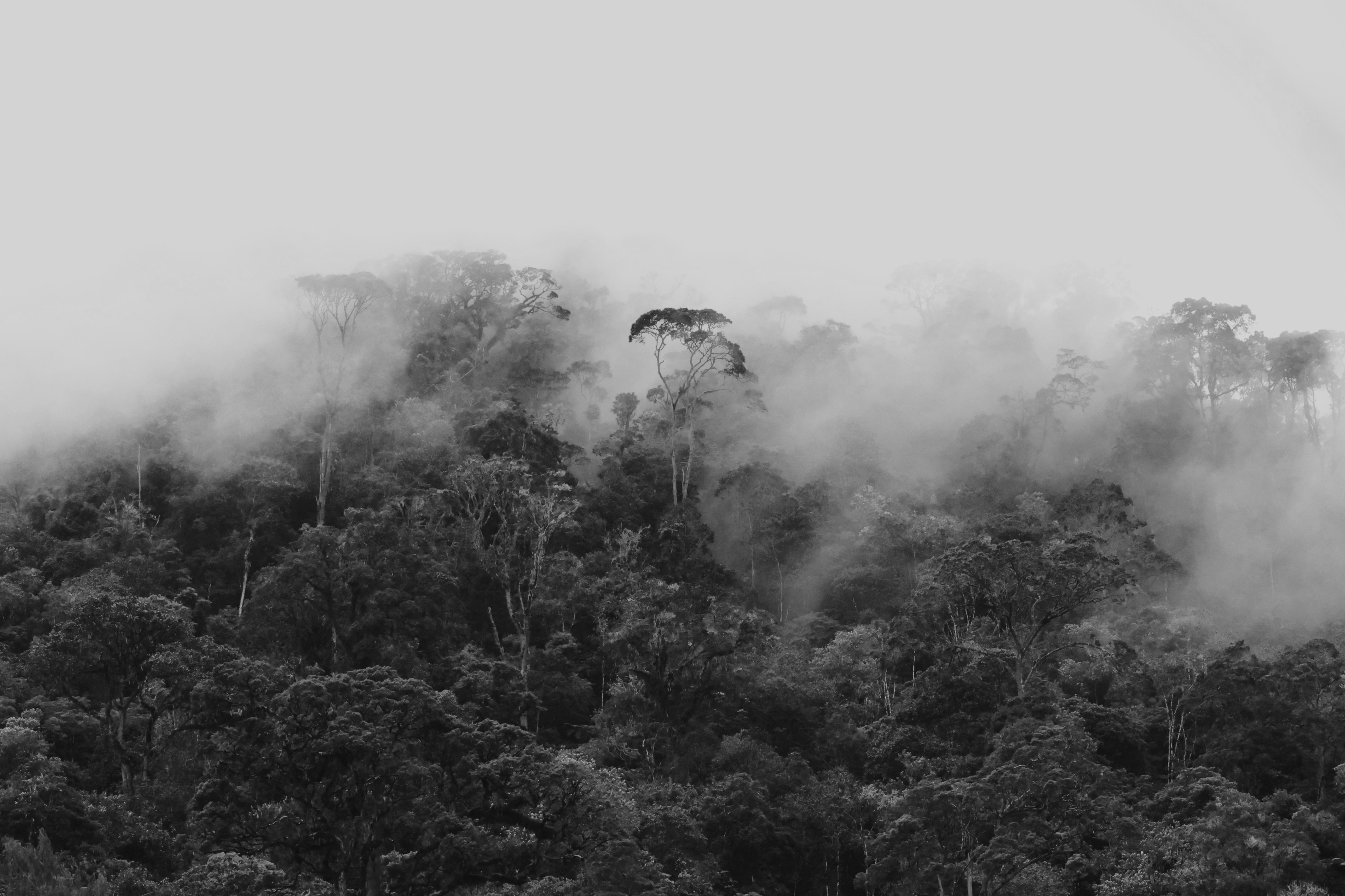 Forêt en Papouasie Nouvelle-Guinée 