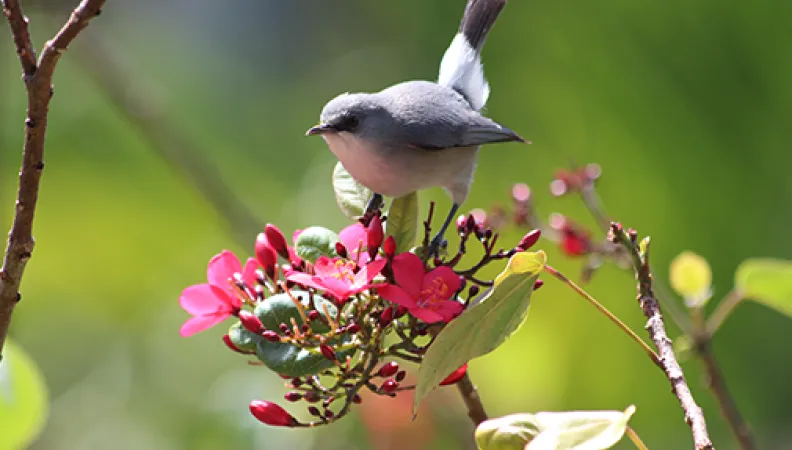 Zostérops gris de Maurice (c) Dany13 sur Flickr (CC BY 2.0)