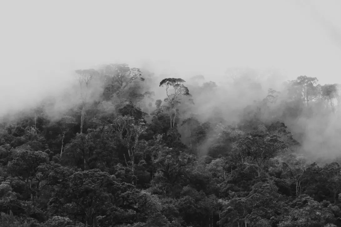 Forêt en Papouasie Nouvelle-Guinée 